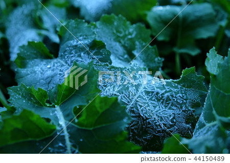 清晨離開水晶 44150489