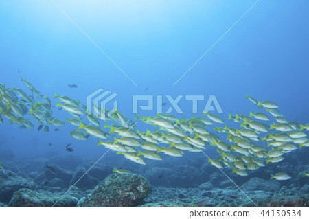 簡單的水下圖像魚學校 44150534