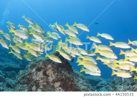 簡單的水下圖像魚學校 44150535