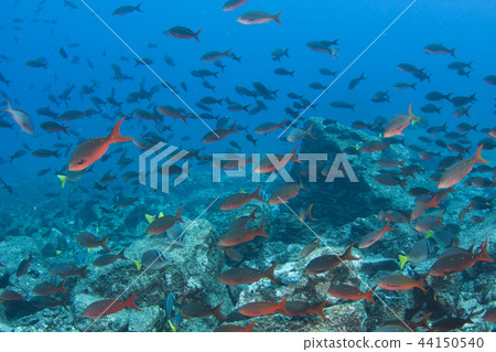Underwater Image: Unique Colors of the Sea of Cortez Underwater Image: Unique Colors of the Sea of Cortez 44150540