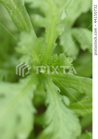 蔬菜 44150732