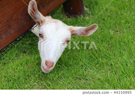 White goat 44150995