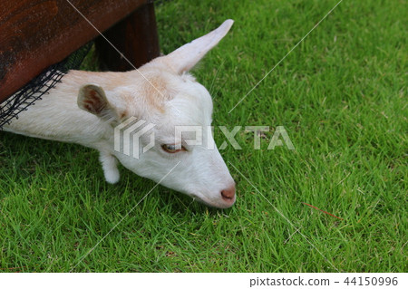 White goat 44150996