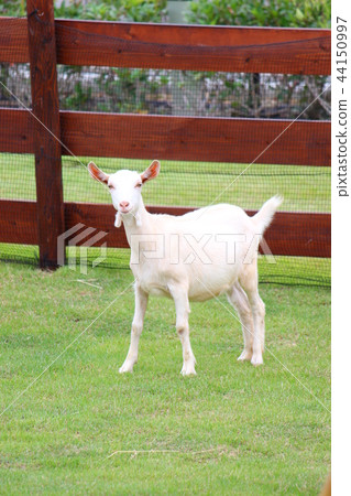 White goat 44150997