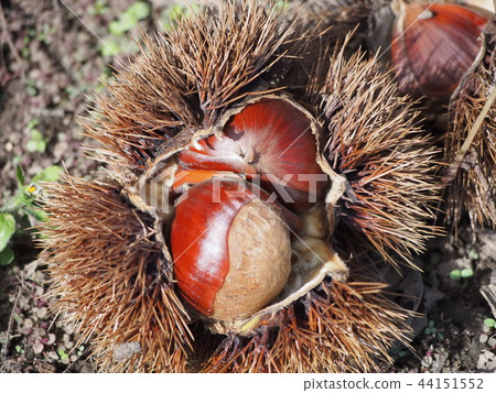 Chestnuts and igagri (Fukaya City, Saitama Prefecture) Chestnuts and igagri (Fukaya City, Saitama Prefecture) 44151552