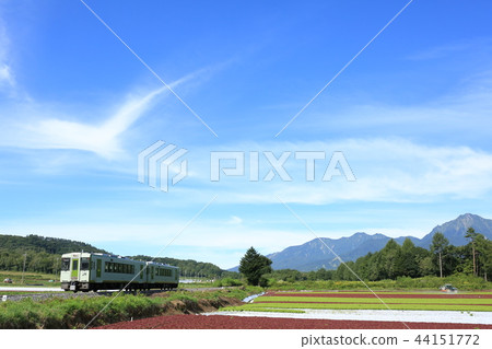 Koumi Line and Highland Lettuce Field 44151772