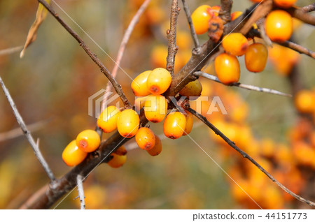 Ripe berries of sea-buckthorn (Hippophae) 44151773