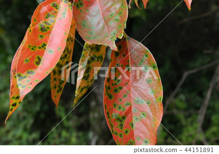 Vivid autumn leaves of oak tree Vivid autumn leaves of oak tree 44151891
