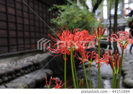Gunjo Hachiman A cluster of flowers in the middle of the water 44151894