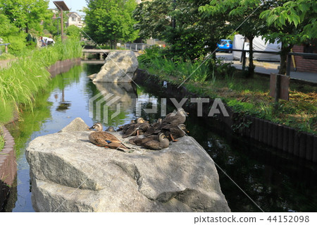 Egawa Seresu promenade Cargamo 44152098