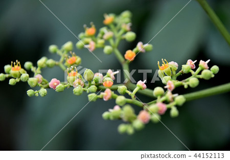 黃色花花 黃色花花 44152113