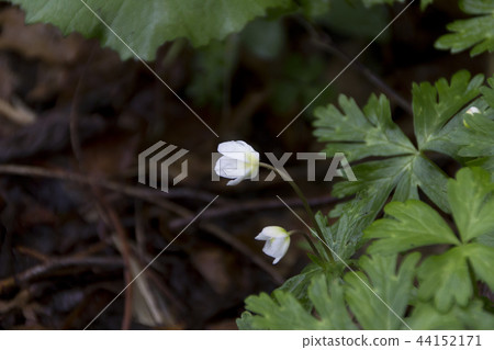 A group of Nirinso of Mure Suikoen / Iinotsu Town, Nagano Prefecture 44152171