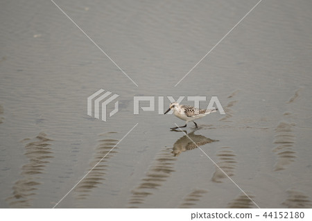 Yoshinogawa Estuary潮汐的Miyubi Shigi Yoshinogawa Estuary潮汐的Miyubi Shigi 44152180