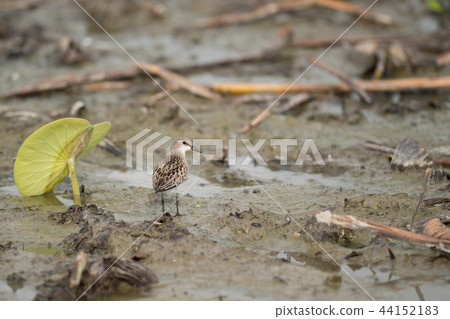 Toenen I met in the lotus field 44152183