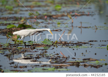 Search for prey Tusks 44152185