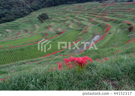 [Chiba Prefecture] Oyama Senmaida Mansasa Hana ① [Kamogawa City] 44152317