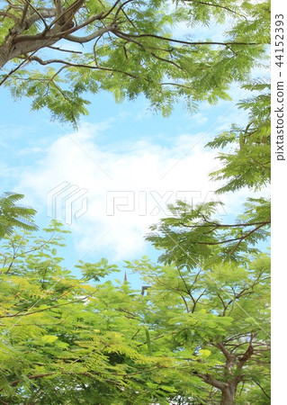 Fall of Okinawa Fall of Okinawa 44152393