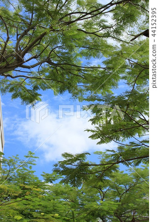 Okinawa, clear autumn Okinawa, clear autumn 44152395