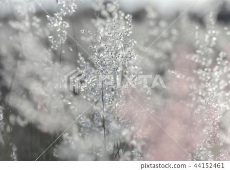 The grass flower with twilight 44152461
