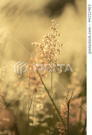 The grass flower with twilight The grass flower with twilight 44152463