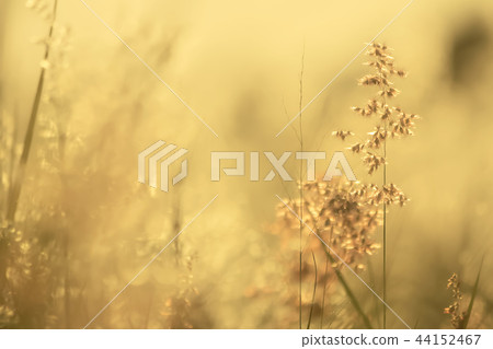 The grass flower with twilight The grass flower with twilight 44152467