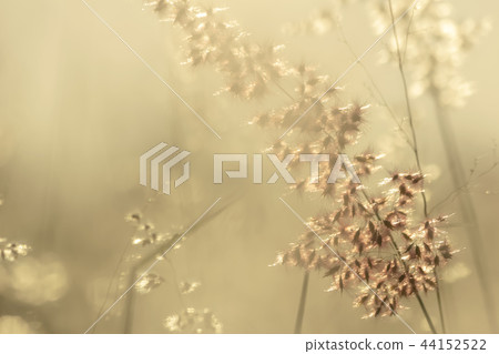The grass flower and sunlight The grass flower and sunlight 44152522
