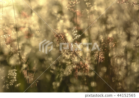 Grass flower with bokeh sunlight Grass flower with bokeh sunlight 44152565