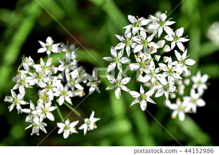 Nira Flower 44152986
