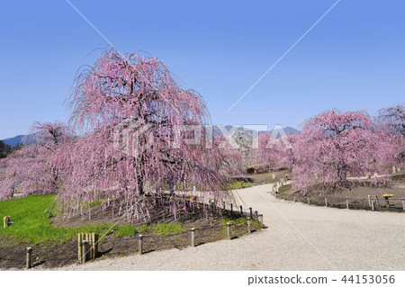 The weeping plum of the Suzuka Forest garden The weeping plum of the Suzuka Forest garden 44153056