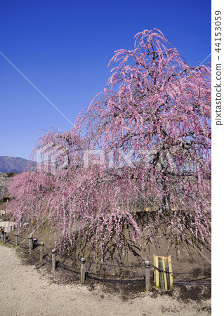 鈴鹿森林花園的垂枝梅 照片素材 圖片 圖庫