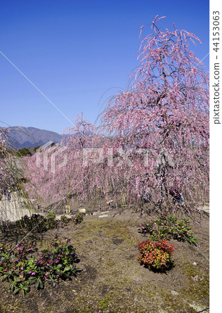 鈴鹿森林花園的垂枝梅 照片素材 圖片 圖庫