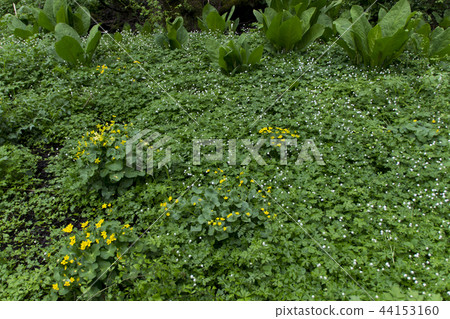 長野縣Mure Suikoen / Iinotsu鎮的一組Nirinso 44153160