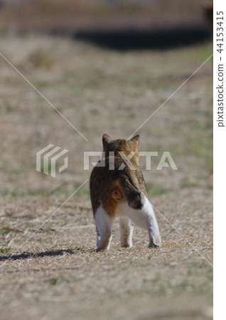 糟糕粗魯! (貓) 糟糕粗魯! (貓) 44153415