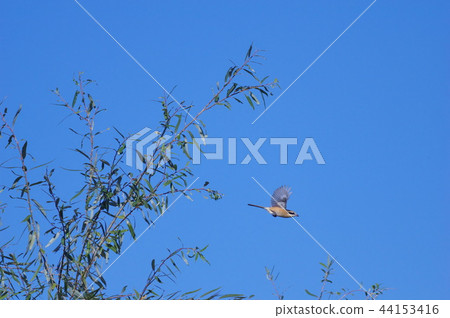 飛moz(男) 飛moz(男) 44153416