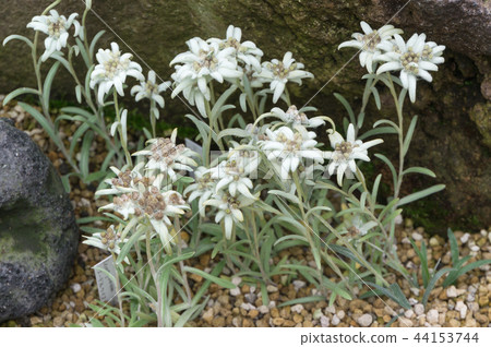 Edelweiss blooming in the Takayama Botanical Garden 44153744