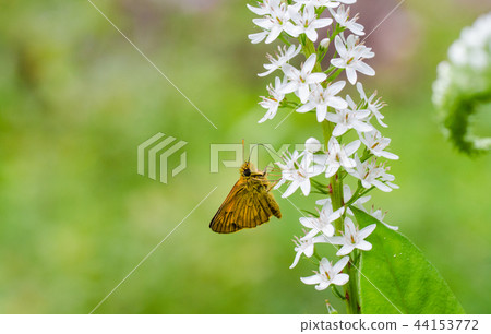 Seseri butterfly and okatoranoo 44153772