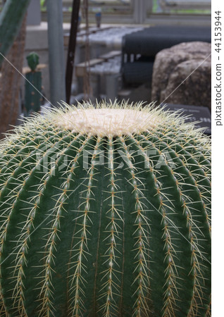 Cactus of alpine botanical garden Cactus of alpine botanical garden 44153944