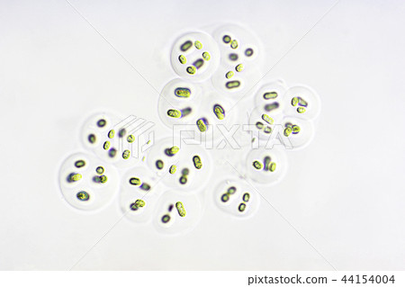 Chlorococcum夥伴 44154004