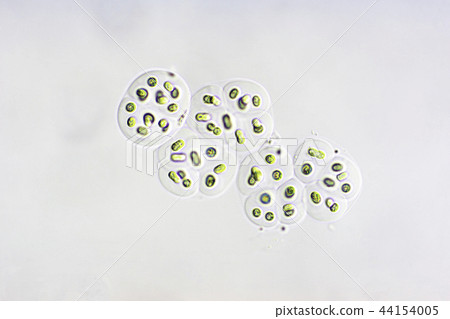 Chlorococcum夥伴 Chlorococcum夥伴 44154005