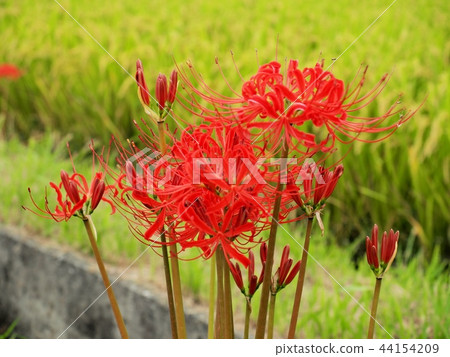 Higanbana Archangel Flower 44154209