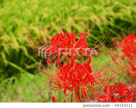 Higanbana Archangel Flower Higanbana Archangel Flower 44154211