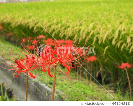 Higanbana天使花 Higanbana天使花 44154218