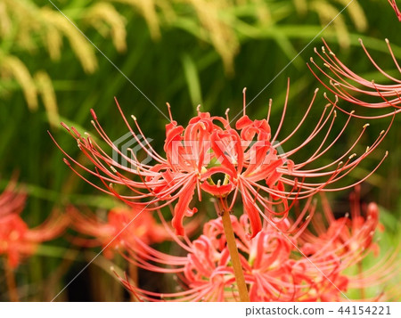 Higanbana Archangel Flower Higanbana Archangel Flower 44154221