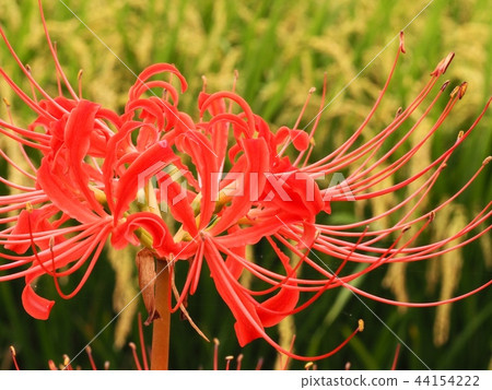 Higanbana Archangel Flower Higanbana Archangel Flower 44154222