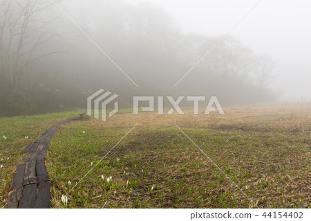 Raw wetlands in the misty swamp / Iiyama City, Nagano Prefecture 44154402