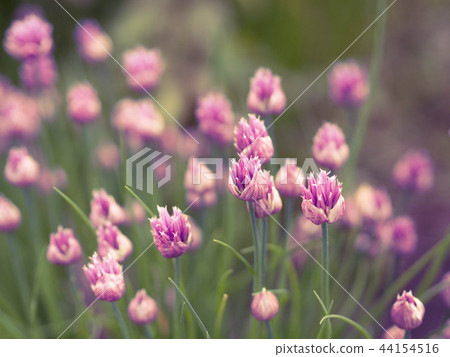 Blossoming pink flowers chives onion background. 44154516