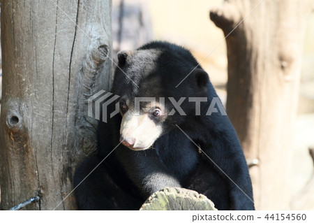 Black bear Black bear 44154560