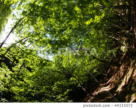 Nishizawa Valley 44155072