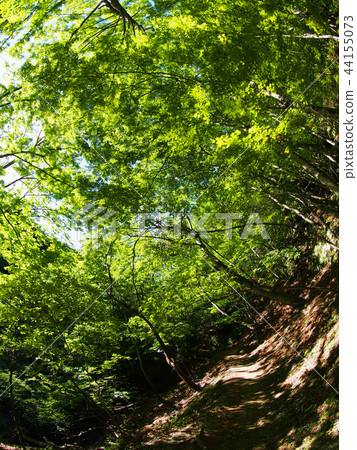 Nishizawa Valley 44155073