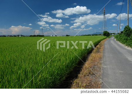 Rice field road landscape 44155082